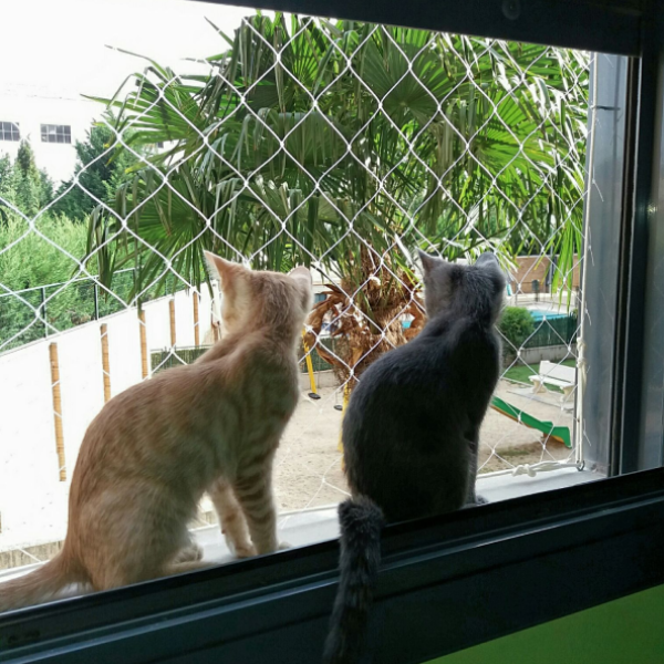 red-para-ventanas-gatos